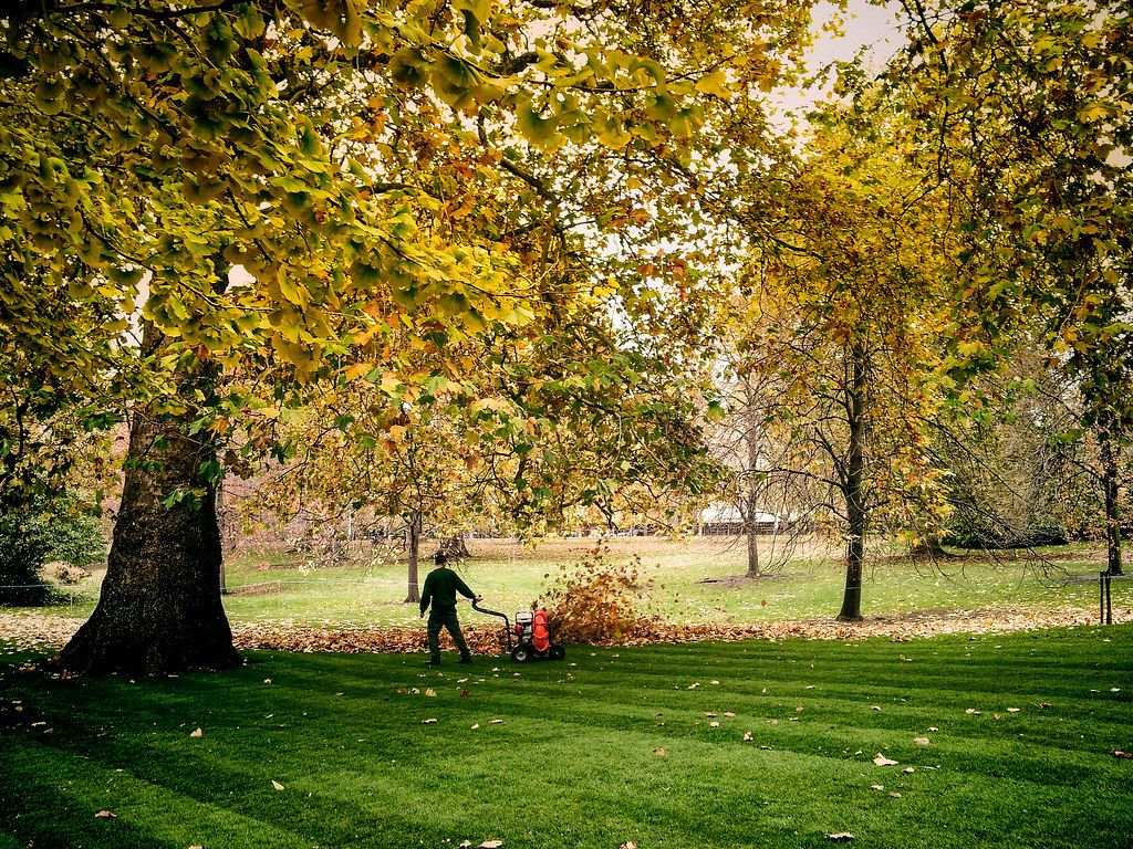 Crew clearing fall leaves off a striped lawn