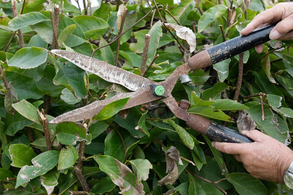 Hand shears shaping a leafy hedge