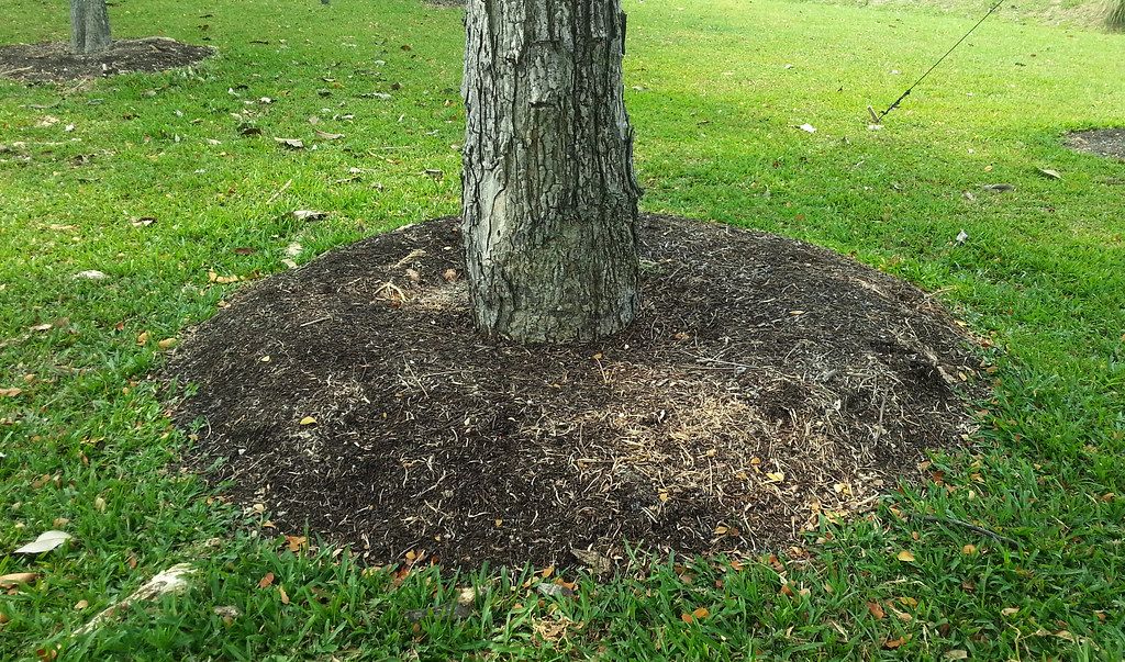 Fresh mulch ring around the base of a shade tree